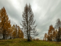 Muszyna, Malnik